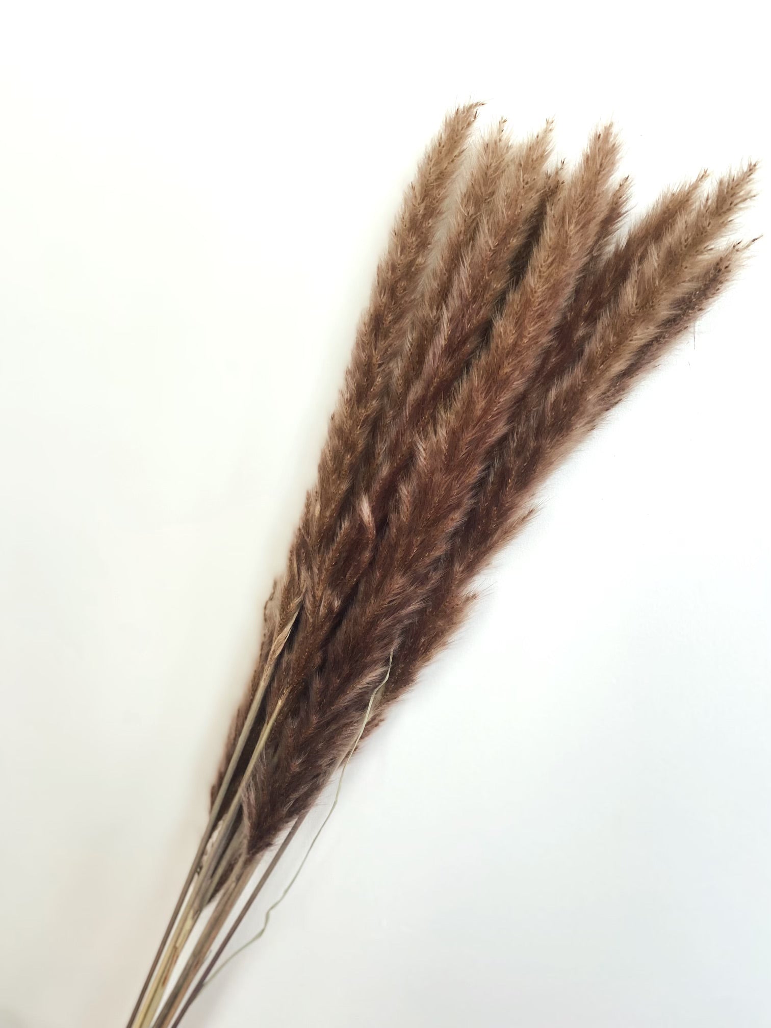 Bouquet de pampas