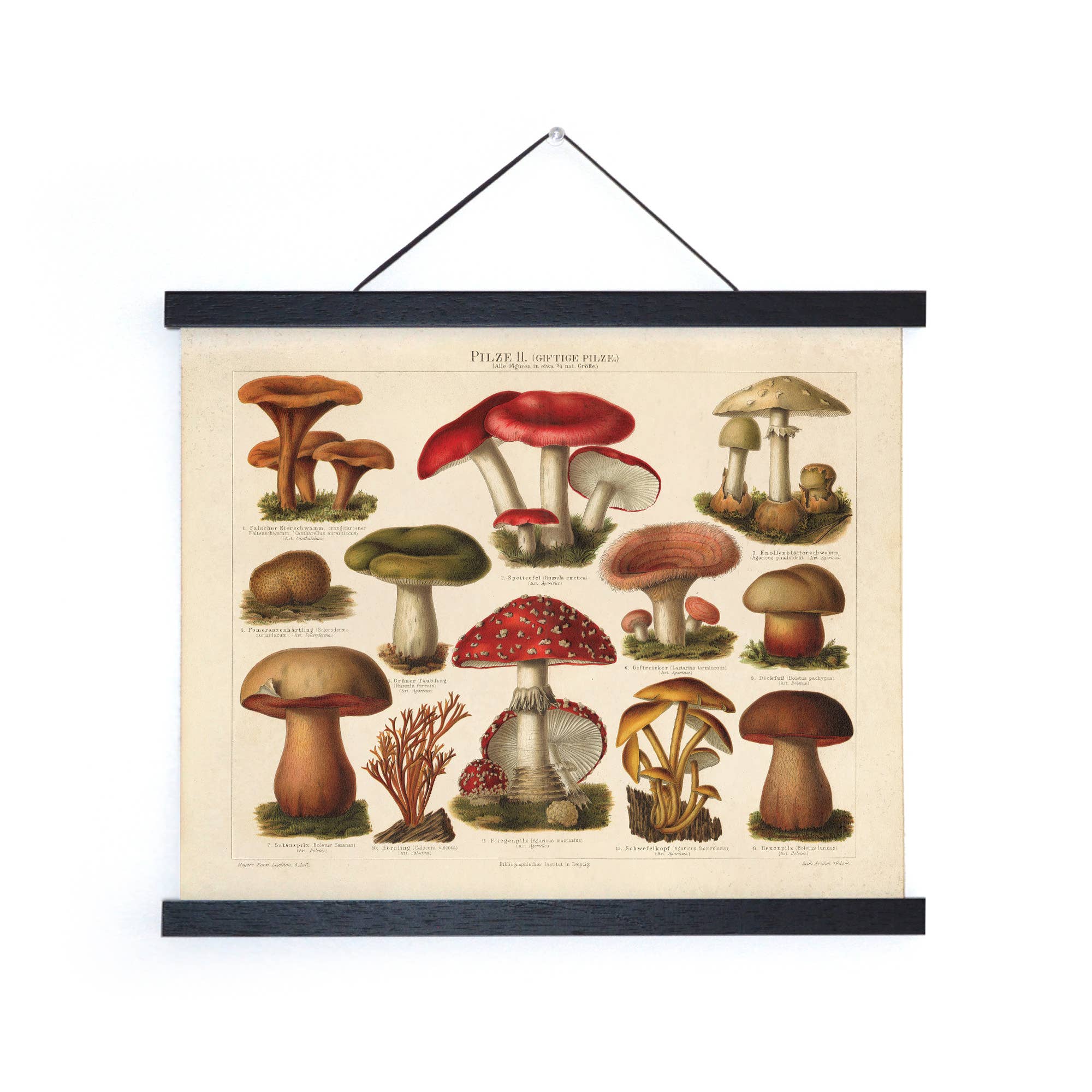 Impression vintage allemande Mushroom Pilze 2