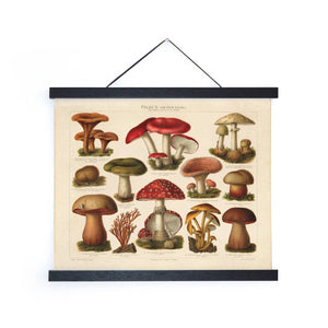 Impression vintage allemande Mushroom Pilze 2