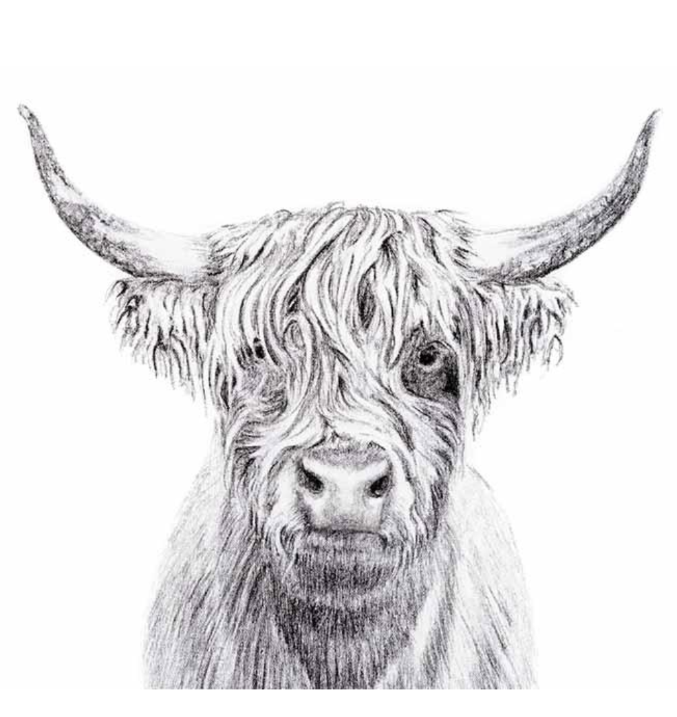 Illustration au fusain Le Nid - Portrait Vache Highland