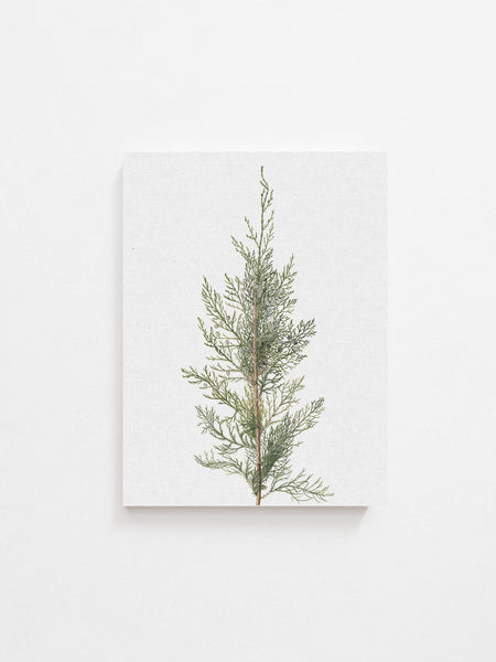 Impression JUNIPER