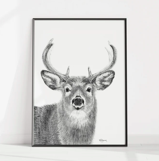 Illustration au fusain - Cerf