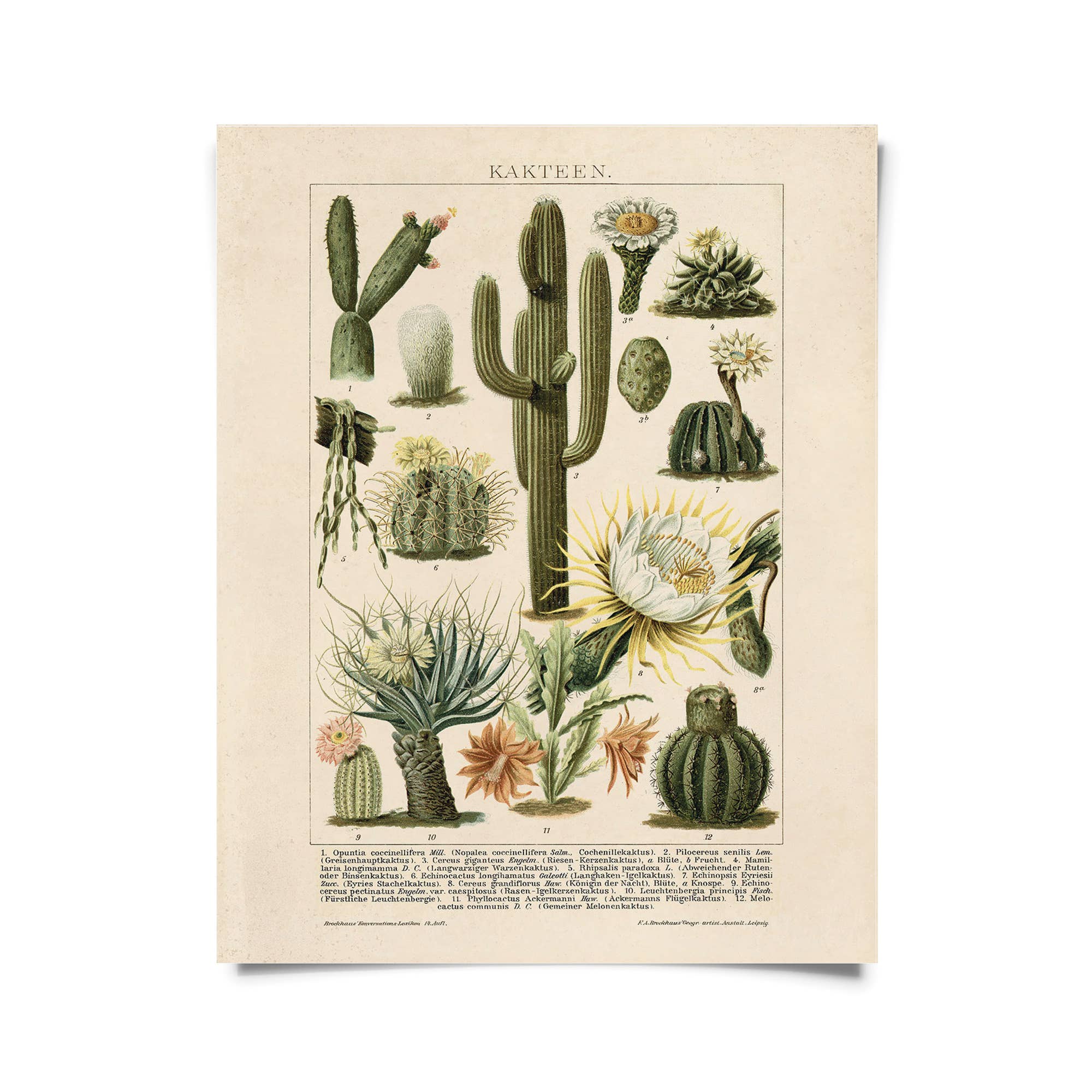 Imprimé Vintage Botanical Cactus no.1