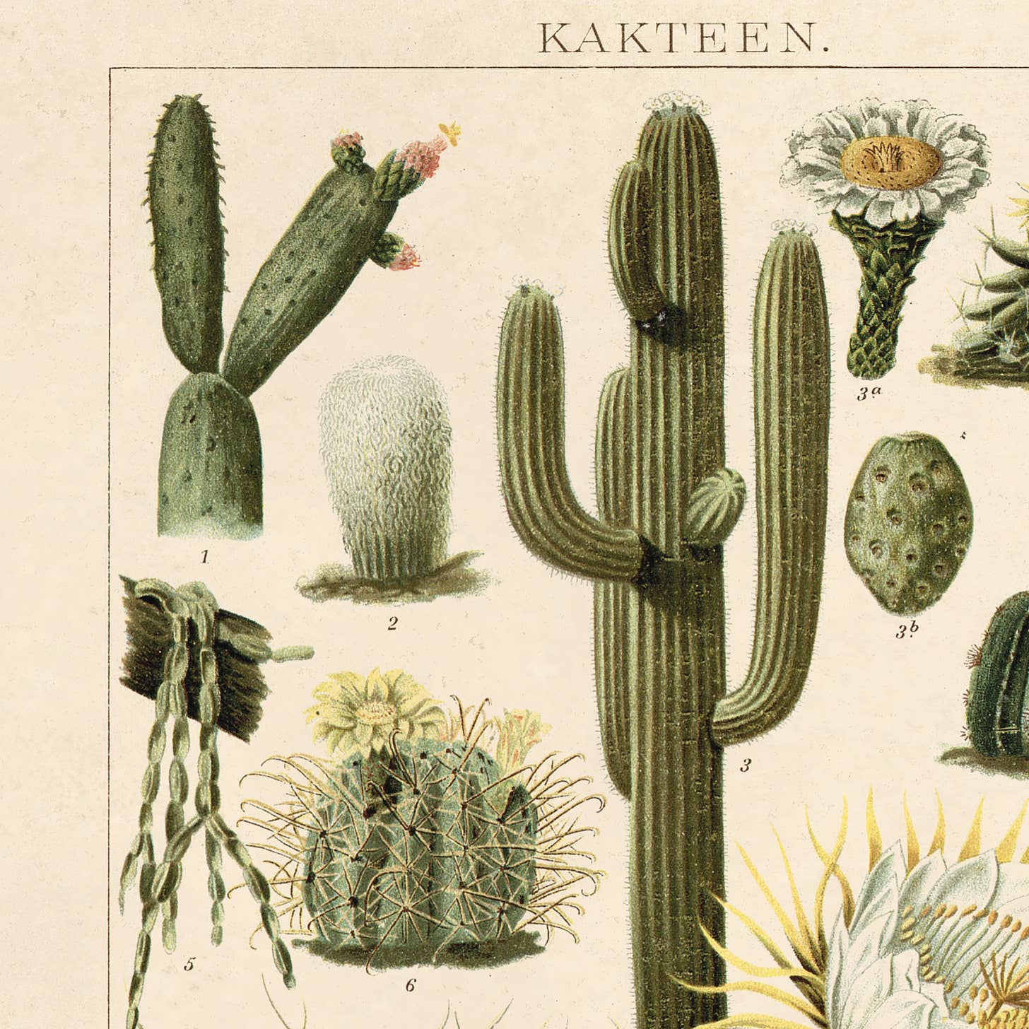 Imprimé Vintage Botanical Cactus no.1