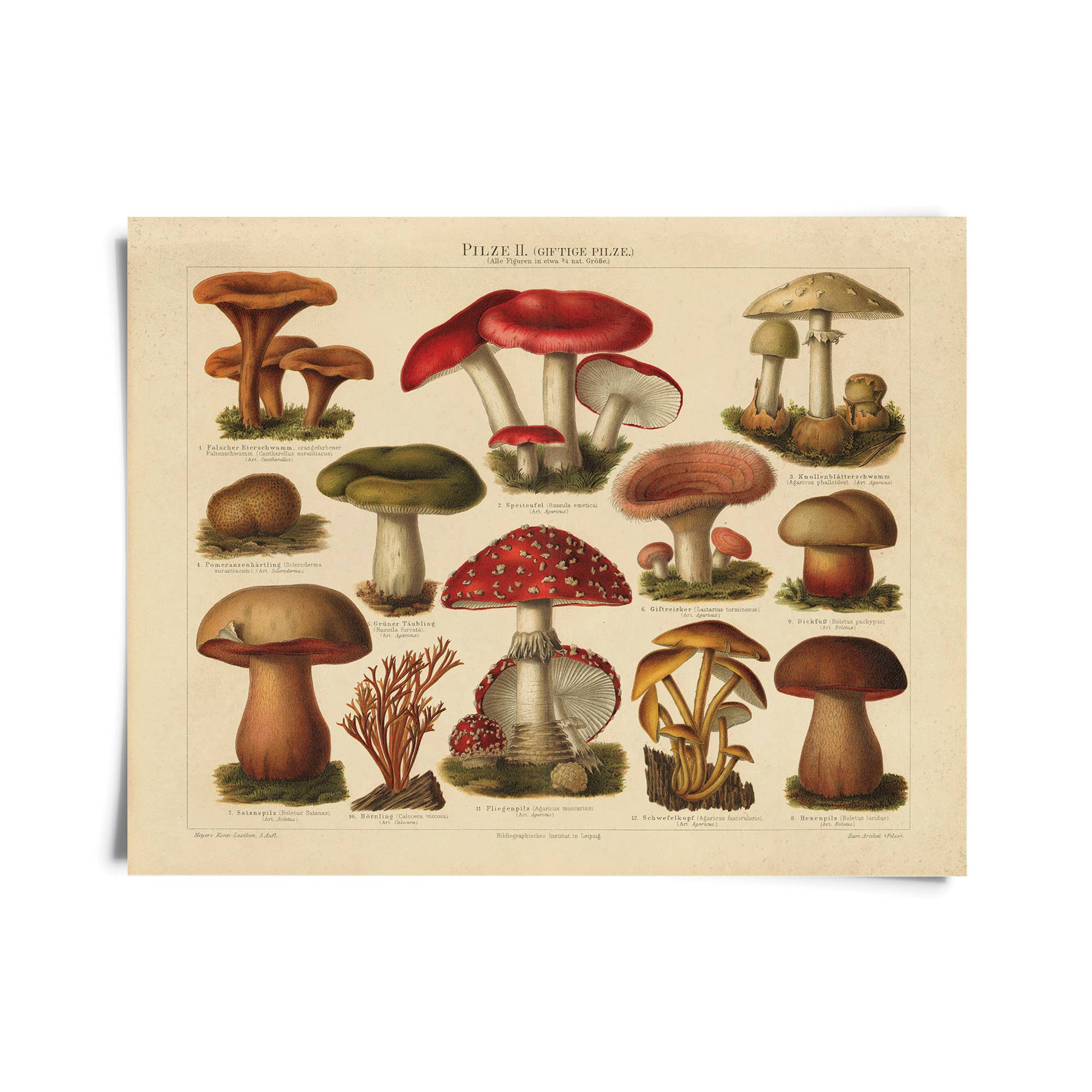 Impression vintage allemande Mushroom Pilze 2