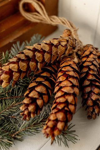 Bouquet de cocottes de sapin séchées à accrocher