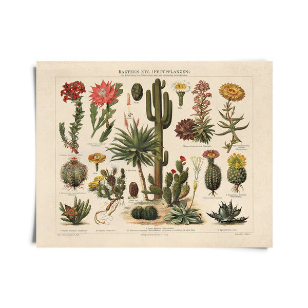 Imprimé Vintage Botanical Cactus no.2